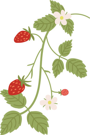 Strawberry Plant with Blossomsのイラスト素材