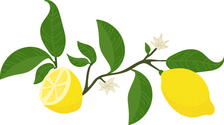 Lemon Branch with Leavesのイラスト素材