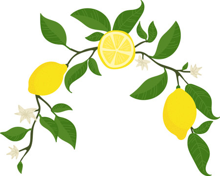 Lemon Branch with Blossoms Arch Frameのイラスト素材