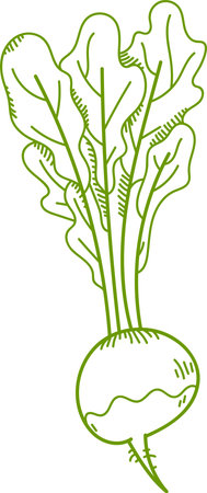 Hand-drawn Beetroot with Leavesのイラスト素材