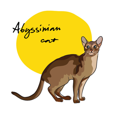 Abyssinian cat, vector illustrationのイラスト素材
