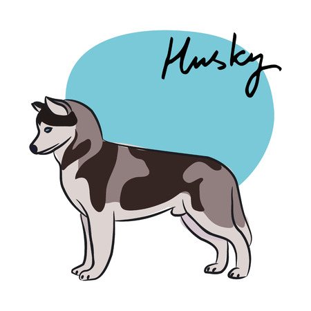 Husky, vector illustrationのイラスト素材