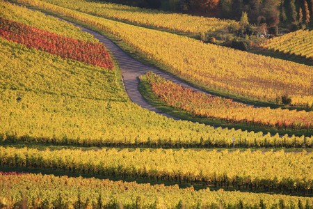 wine viticultureの写真素材