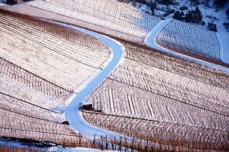 Wine cultivation (winter)の写真素材