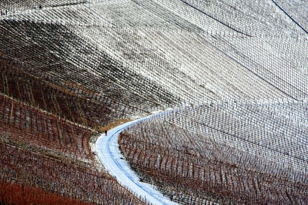 Wine cultivation (winter)の写真素材