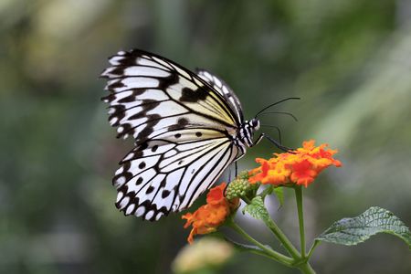 Beautiful butterfly on flowers in the meadow