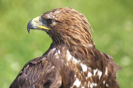 Bussard, a beautiful bird of prey