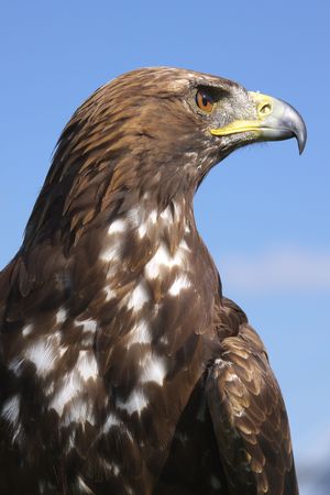 Eagle and the blue skyの写真素材