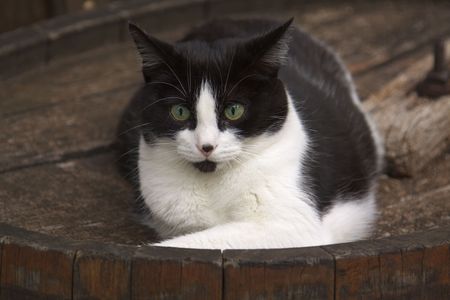 Cat on a wooden barrelの写真素材