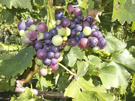 Grapes in the vineyard of Stuttgartの写真素材