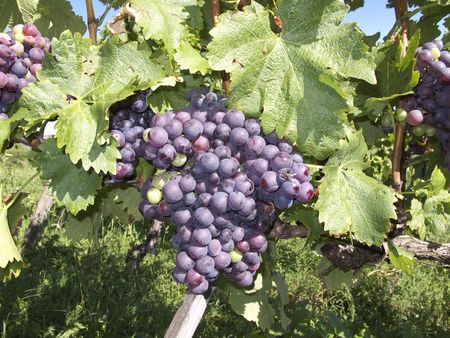 Grapes in the vineyard of Stuttgartの写真素材
