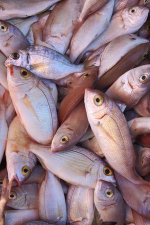 fish marketの写真素材