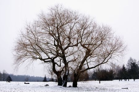Tree in winter with snow and ice
