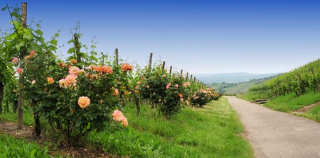 vineyard and beautiful wayの写真素材