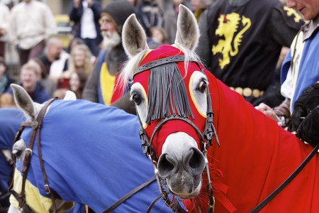 Colorful horses in Knights