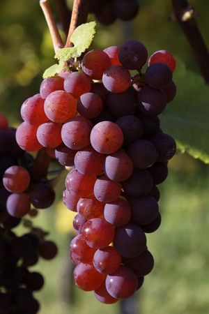 Vineyard with grapes, Autumn in the region of WÃ¼rttemberg, Germanyの写真素材