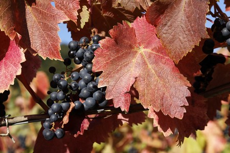 Vineyard with grapes, Autumn in the region of WÃ¼rttemberg, Germanyの写真素材