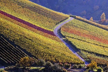 Vineyard in autumn in Stuttgart - Germanyの写真素材