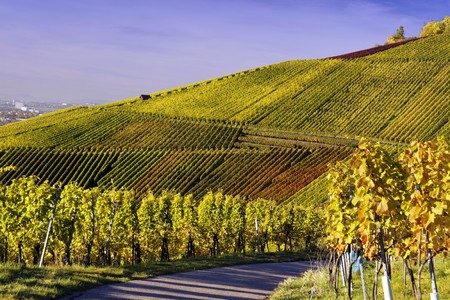 Vineyard in autumn in Stuttgart - Germanyの写真素材