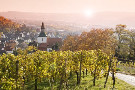 Vineyard in autumn, with a view of the village Uhlbach (Stuttgart) Germanyの写真素材