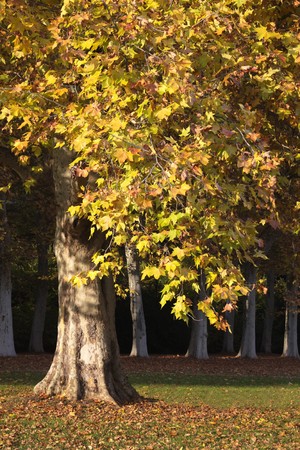 Tree in a park in autumnの写真素材
