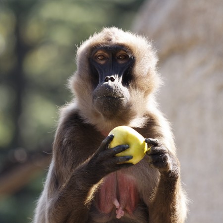 Pavian - Monkey with applesの写真素材