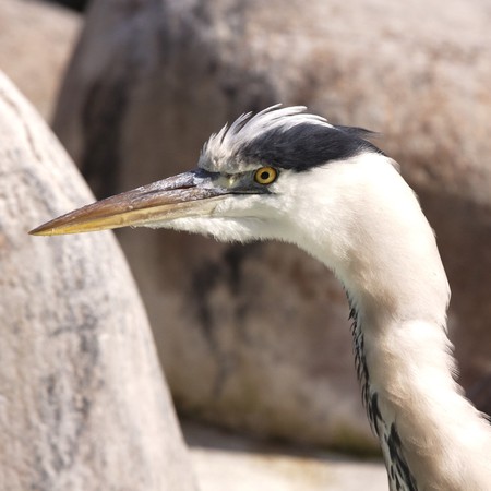 Portrait of a heronの写真素材