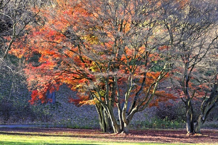 tree in the park in autumnの写真素材