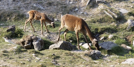 Deer in the meadowの写真素材