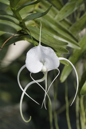 Blossom of a beautiful orchidの写真素材