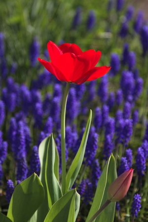Flower of a tulipの写真素材