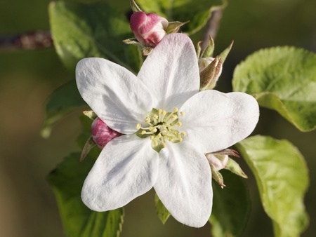 Flowers of apple treesの写真素材