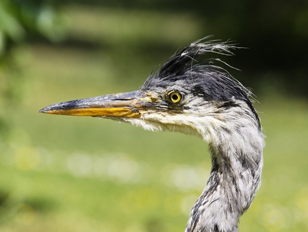 bird head of a heronの写真素材