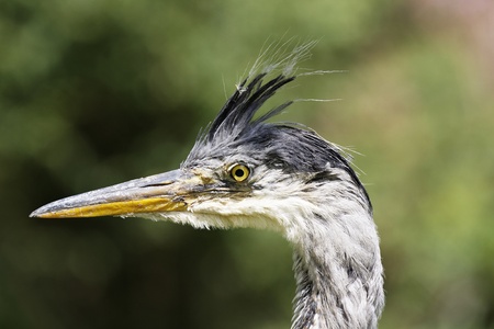 bird head of a heronの写真素材