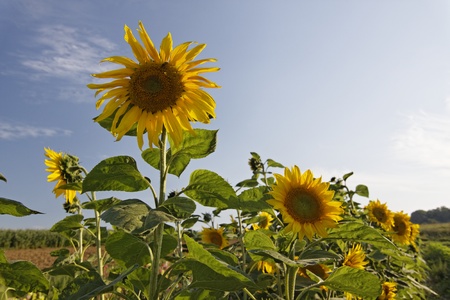 sunflowerの写真素材