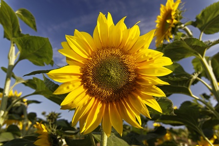sunflowerの写真素材
