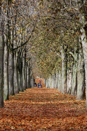Tree avenue in autumnの写真素材