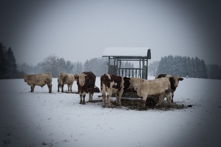 cowの写真素材