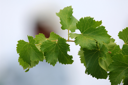 wineの写真素材
