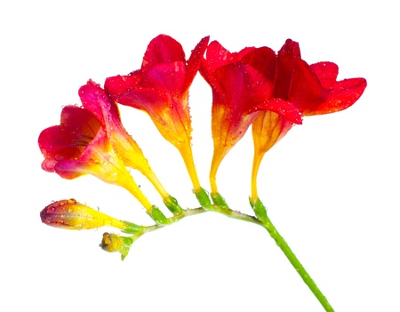 The branch of red and yellow freesia with flowers, buds, and water dropsの写真素材
