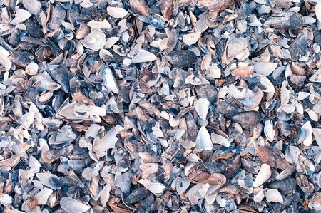 A layer of various small sea shells, textureの写真素材