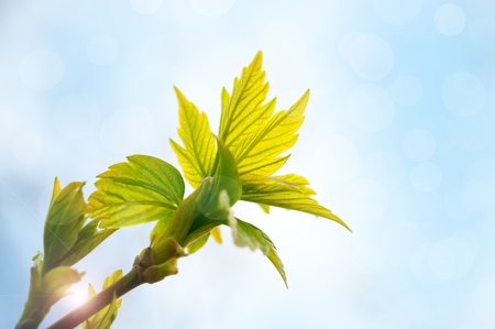 Spring background with green leaves in sunlight
