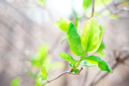 Spring background with green leaves in sunlightの写真素材
