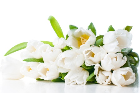 A large bouquet of wet white tulips isolated, close-upの写真素材