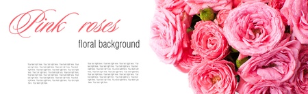 Flower background with pink roses, ready design template, isolatedの写真素材