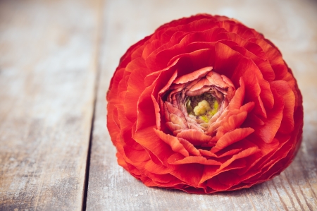 One red-orange buttercup flower on an old wooden board, close up, macro
