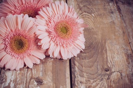 Bouquet of pink gerberas on a wooden board, vintage style, close-upの写真素材