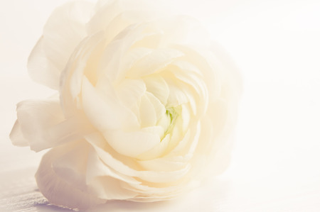 Fresh spring big ranunculus flower on a white board, vitage toned pricessed, macro