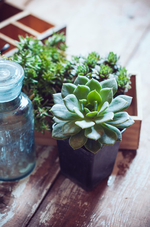 House plants, green succulents, old wooden box and blue vintage glass bottles on a wooden board, home gardening and decorating rustic style.の写真素材
