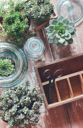 House plants, green succulents, old wooden box and blue vintage glass bottles on a wooden board, home gardening and decorating rustic style.の写真素材